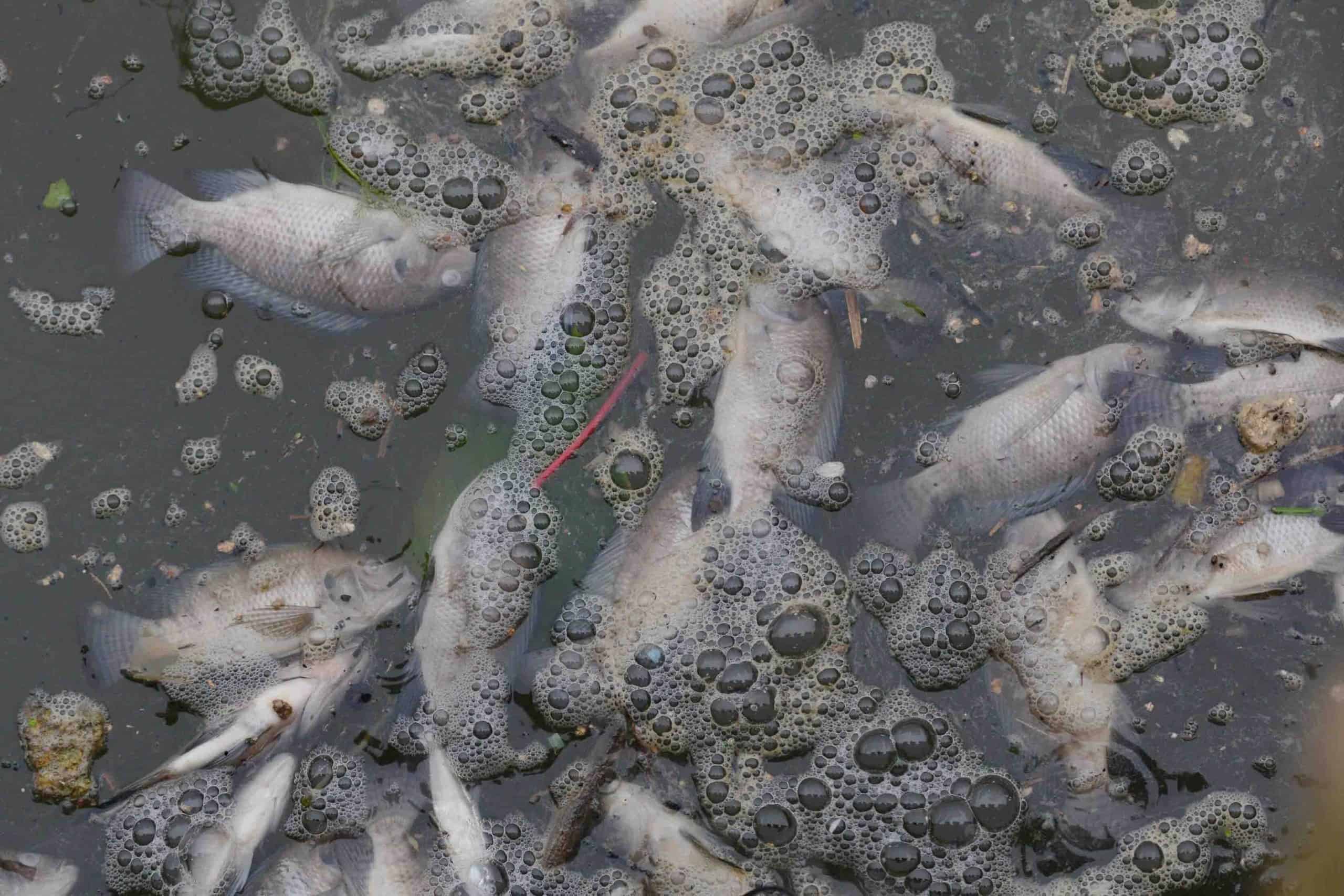 Hol tudom megnézni az adószámlám és az adóhátralékom Útmutató vállalkozóknak